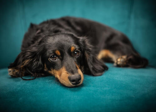 不同样子的狗 3